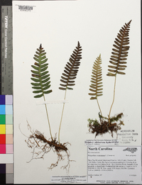 Polypodium appalachianum image